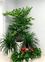 余姚绿植租摆优惠安装教程与常见问题
